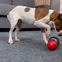 Dumbbell Slow Feeder Pet Treat Toy
