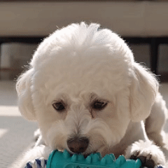 Interactive Rope Dental Chew Stick for Dogs