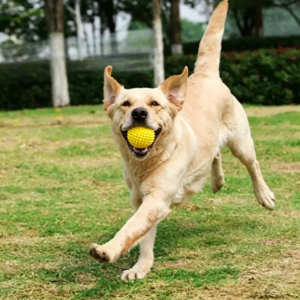 Medium Squeaky Corn Ball Dog Cat Interactive Chew Toy